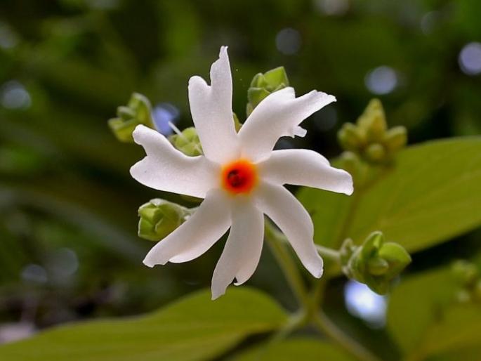 Magazines currently on the nipah virus are good for eczema leaves | निपाह व्हायरसवर पारिजातकाची पाने गुणकारी असल्याचा मेजेस सध्या चर्चेत Magazines currently on the nipah virus are good for eczema leaves | निपाह व्हायरसवर पारिजातकाची पाने गुणकारी असल्याचा मेजेस सध्या चर्चेत