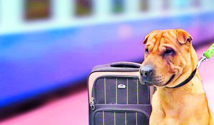 Just different! 999 dogs in Nagpur traveled in 'AC'coach in Railway | जरा हटके! नागपुरातील ९९९ श्वानांनी केला ‘एसी’ प्रवास