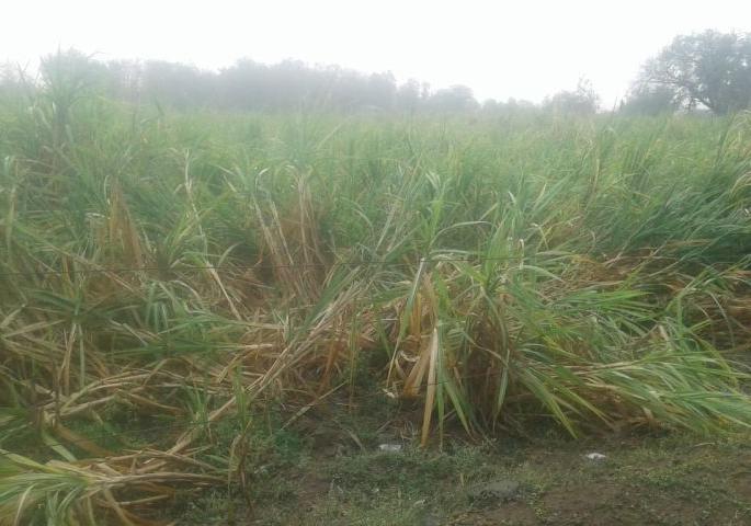Vidarbha showcases heavy rains; Crushing of crops | विदर्भात सर्वदूर पावसाची झड; पिकांचे अतोनात नुकसान Vidarbha showcases heavy rains; Crushing of crops | विदर्भात सर्वदूर पावसाची झड; पिकांचे अतोनात नुकसान