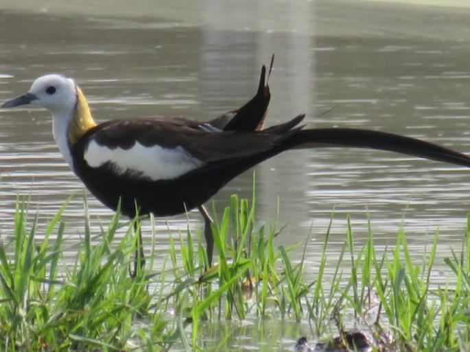 Bird watchers rejoiced at the arrival of the Lotus Party in Sangli | सांगलीत कमळ पक्षाच्या आगमनाने पक्षीप्रेमी आनंदले Bird watchers rejoiced at the arrival of the Lotus Party in Sangli | सांगलीत कमळ पक्षाच्या आगमनाने पक्षीप्रेमी आनंदले