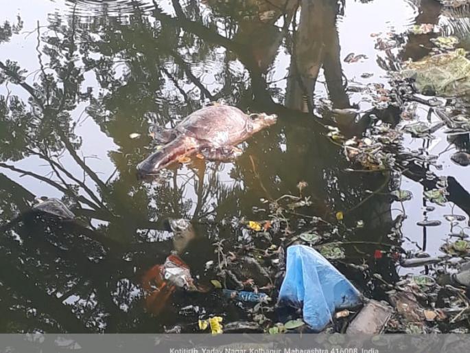 Another turtle dies in Kotitirtha | कोटीतीर्थमध्ये आणखी एका कासवाचा मृत्यू Another turtle dies in Kotitirtha | कोटीतीर्थमध्ये आणखी एका कासवाचा मृत्यू