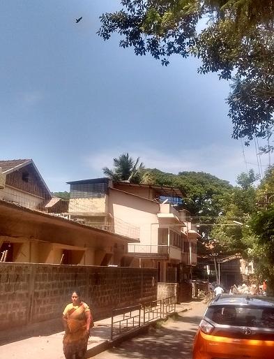 Lokmat Helpline: Round-the-clock round-the-clock permission for cutting of branches | लोकमत हेल्पलाईन : फांदी तोडायच्या परवानगीसाठी वर्षभर फेऱ्या Lokmat Helpline: Round-the-clock round-the-clock permission for cutting of branches | लोकमत हेल्पलाईन : फांदी तोडायच्या परवानगीसाठी वर्षभर फेऱ्या