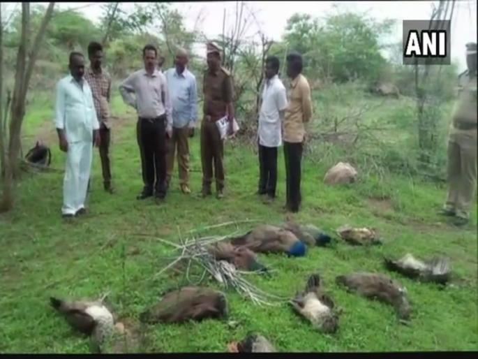 24 peacock deaths in the forests of Telangana, ruckus by bird makers | तेलंगणाच्या जंगलात 24 मोरांचा मृत्यू, पक्षीमित्रांकडून हळहळ 24 peacock deaths in the forests of Telangana, ruckus by bird makers | तेलंगणाच्या जंगलात 24 मोरांचा मृत्यू, पक्षीमित्रांकडून हळहळ