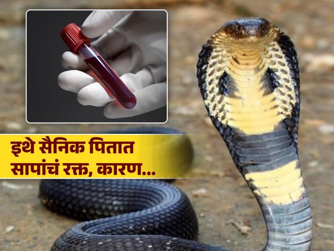 Soldiers of this country drink snake's blood, know the reason | या देशातील सैनिक आणि लोक पितात सापाचं रक्त, कारण वाचून व्हाल अवाक्... Soldiers of this country drink snake's blood, know the reason | या देशातील सैनिक आणि लोक पितात सापाचं रक्त, कारण वाचून व्हाल अवाक्...
