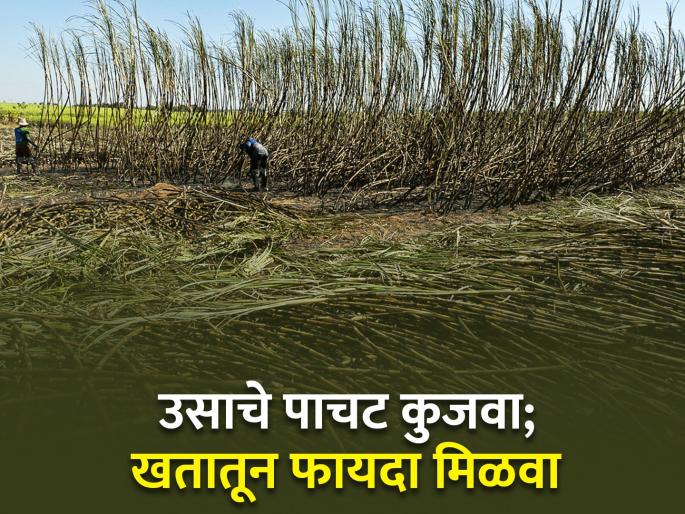 agriculture farmer farm management organic fertilizer Decompose sugarcane bagasse benefit from manure | शेतकऱ्यांनो उसाचे पाचट जाळू नका! कुजवा अन् खतातून असा मिळवा फायदा agriculture farmer farm management organic fertilizer Decompose sugarcane bagasse benefit from manure | शेतकऱ्यांनो उसाचे पाचट जाळू नका! कुजवा अन् खतातून असा मिळवा फायदा