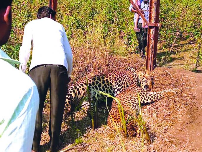 Both leopards died due to electrick shock | दोन्ही बिबट्यांचा मृत्यू शॉक लागून झाल्याचे निष्पन्न Both leopards died due to electrick shock | दोन्ही बिबट्यांचा मृत्यू शॉक लागून झाल्याचे निष्पन्न