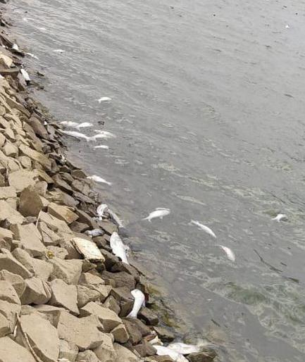 Hundreds of fish die in Pusli dam in Amravati district | अमरावती जिल्ह्यातील पुसली धरणात शेकडो मासे मृत्युमुखी