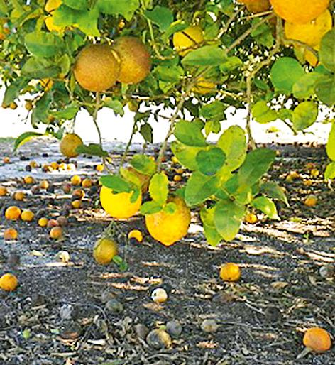 Ambiance Necklace | आंबियाची गळ Ambiance Necklace | आंबियाची गळ