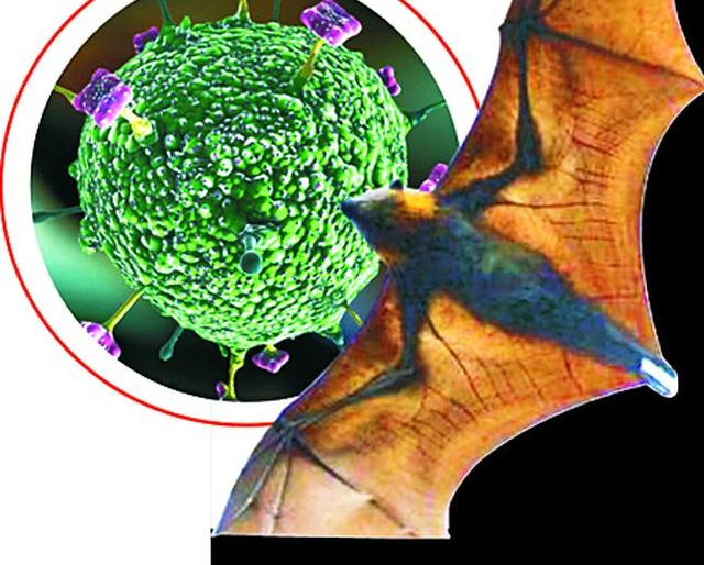 Nipah Virus: Health System Alert | निपाह व्हायरस : आरोग्य यंत्रणा अलर्ट Nipah Virus: Health System Alert | निपाह व्हायरस : आरोग्य यंत्रणा अलर्ट