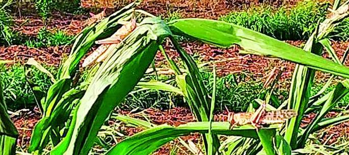 Locusts in Morshi, Warud, Melghat | मोर्शी, वरूड, मेळघाटात ‘टोळधाड’ Locusts in Morshi, Warud, Melghat | मोर्शी, वरूड, मेळघाटात ‘टोळधाड’