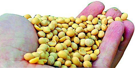 15 crore rupees to farmers | शेतकºयांना १५ कोटींचा फटका 15 crore rupees to farmers | शेतकºयांना १५ कोटींचा फटका