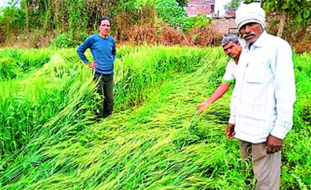 Thunderstorm rain on Thursday night: hailstorms with heavy rains and thunders | गुरुवारी रात्री वादळी पाऊस : विजांच्या कडकडाटांसह गारपीटही