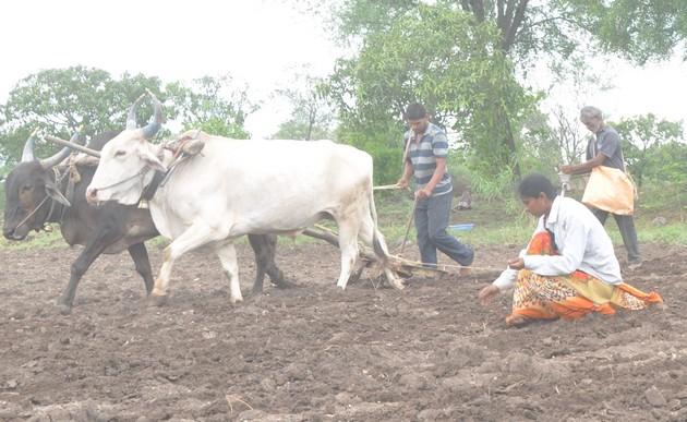 Sowing of seed in Beed district; Farmers' crowd at the Agriculture Center | बीड जिल्ह्यात पेरणीची लगबग; कृषी केंद्रावर शेतकऱ्यांची गर्दी