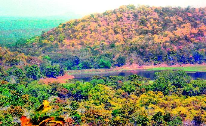 Shrub Kashmiri neglected | झाडीपट्टीचे काश्मीर उपेक्षित Shrub Kashmiri neglected | झाडीपट्टीचे काश्मीर उपेक्षित