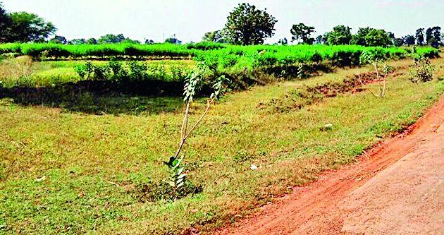 Crop planting on government land | शासकीय भूखंडावर पिकाची लागवड