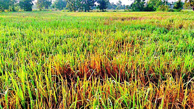 Farmers havoc on insects | किडींच्या प्रादुर्भावाने शेतकरी हवालदिल