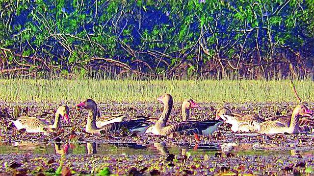 Traveling thousands of miles in the 'Shyam Kadamba' storehouse | हजारो मैलांचा प्रवास करून ‘श्याम कादंब’ भंडाऱ्यात Traveling thousands of miles in the 'Shyam Kadamba' storehouse | हजारो मैलांचा प्रवास करून ‘श्याम कादंब’ भंडाऱ्यात