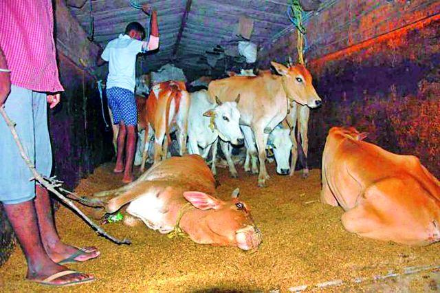 Rescue of 39 animals for slaughter at Senthurwafa | सेंदूरवाफा येथे कत्तलीसाठी जाणाऱ्या ३९ जनावरांची सुटका Rescue of 39 animals for slaughter at Senthurwafa | सेंदूरवाफा येथे कत्तलीसाठी जाणाऱ्या ३९ जनावरांची सुटका
