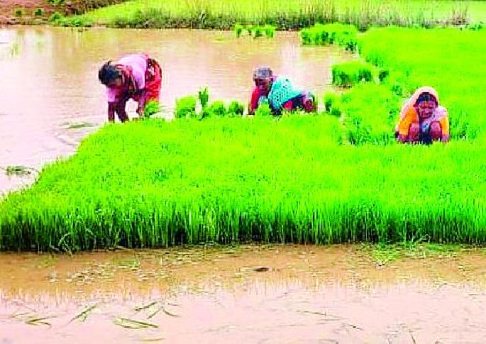 Avatya cultivation in 419 hectares in Lakhni taluka | लाखनी तालुक्यात ४१९ हेक्टरमध्ये आवत्याची लागवड