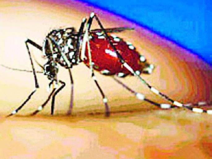 Dengue, an increase in the prevalence of diabetes | डेंग्यू, हिवतापाच्या रुग्णसंख्येत वाढ Dengue, an increase in the prevalence of diabetes | डेंग्यू, हिवतापाच्या रुग्णसंख्येत वाढ