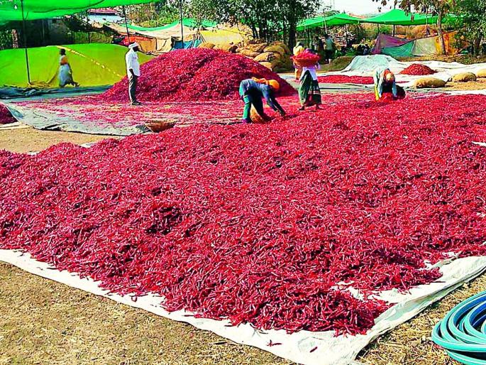 Many people employed by 'saatare' of peppera | मिरचीच्या ‘सातऱ्या’ने दिला अनेकांना रोजगार Many people employed by 'saatare' of peppera | मिरचीच्या ‘सातऱ्या’ने दिला अनेकांना रोजगार