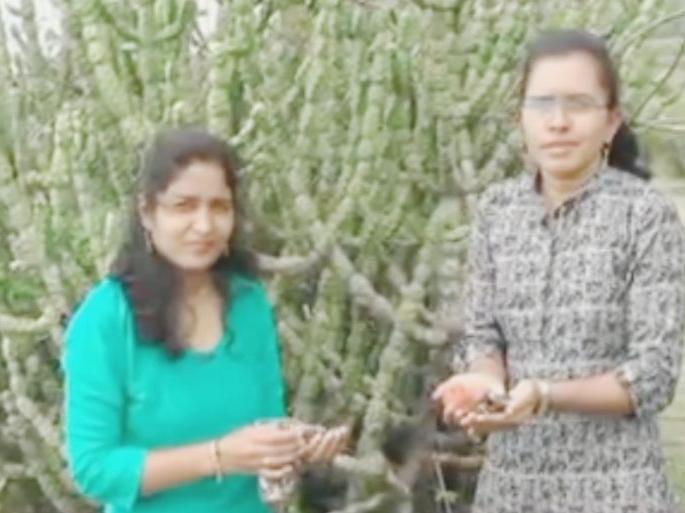 Vishramgad, planting four thousand seeds at the foot of Dhagya mountain | विश्रामगड, ढग्या डोंगराच्या पायथ्याशी चार हजार बियांचे रोपण