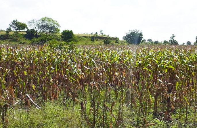 Fodder scarcity ware; Waiting for solutions | चारा टंचाईचे सावट; उपाययोजनांची प्रतीक्षा Fodder scarcity ware; Waiting for solutions | चारा टंचाईचे सावट; उपाययोजनांची प्रतीक्षा