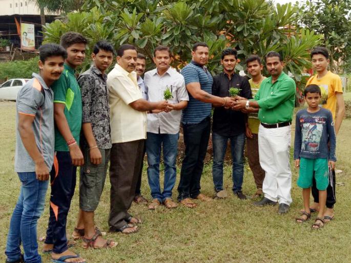 Free allocation of Chandan seedlings for various Mandals in Chiplun area | चिपळूण परिसरात विविध मंडळाच्यावतीने चंदनाच्या रोपांचे विनामूल्य वाटप Free allocation of Chandan seedlings for various Mandals in Chiplun area | चिपळूण परिसरात विविध मंडळाच्यावतीने चंदनाच्या रोपांचे विनामूल्य वाटप