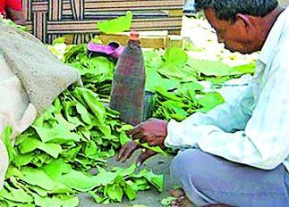 Gada on Ghodazari-drawn tendu | घोडाझरीत तेंदूपत्ता संकलनावर गदा Gada on Ghodazari-drawn tendu | घोडाझरीत तेंदूपत्ता संकलनावर गदा