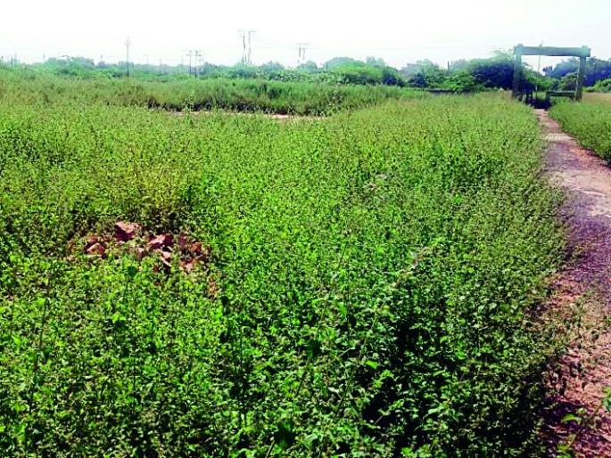 50 lakh sports complexes in Dhadkhakh | ५० लाखांंचे क्रीडा संकुल धूळखात 50 lakh sports complexes in Dhadkhakh | ५० लाखांंचे क्रीडा संकुल धूळखात