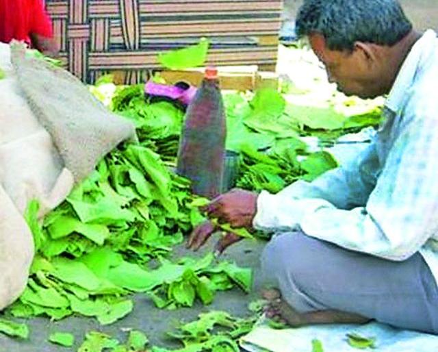 Auction of 16 tendu components out of 22 | २२ पैकी १६ तेंदू घटकांचा लिलाव Auction of 16 tendu components out of 22 | २२ पैकी १६ तेंदू घटकांचा लिलाव