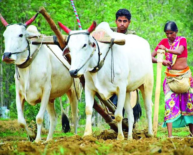 Hundreds of grassroots shoots will grow | शेकडो एकरातील उगविलेले अंकुर कोमेजणार Hundreds of grassroots shoots will grow | शेकडो एकरातील उगविलेले अंकुर कोमेजणार