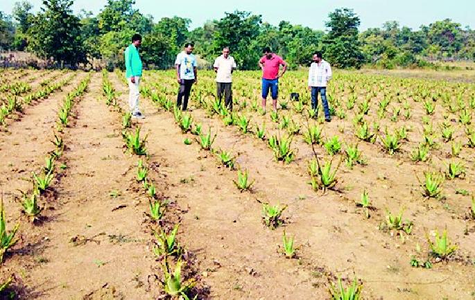 Aloe multifunctional medicinal plant algae | झाडीपट्टीतील रानात फुलले बहुगुणी औषध वनस्पती कोरफड Aloe multifunctional medicinal plant algae | झाडीपट्टीतील रानात फुलले बहुगुणी औषध वनस्पती कोरफड