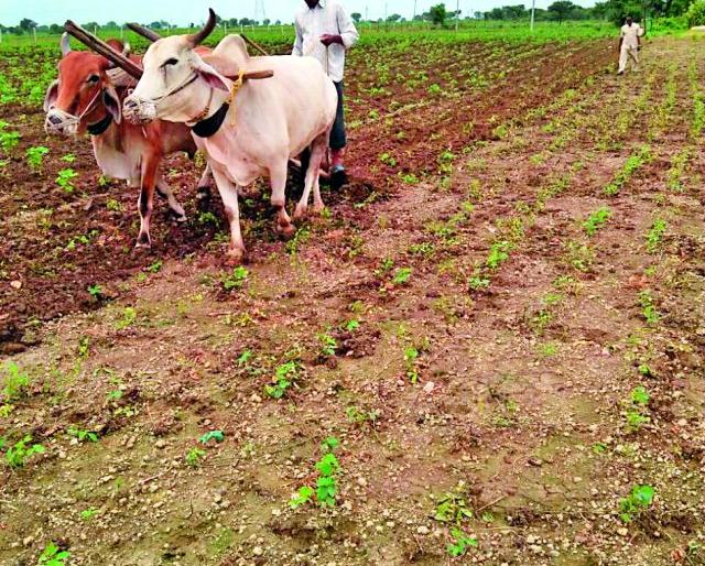 Anchor runs on a standing crop in the season | ऐन हंगामात उभ्या पिकावर चालविला नांगर Anchor runs on a standing crop in the season | ऐन हंगामात उभ्या पिकावर चालविला नांगर