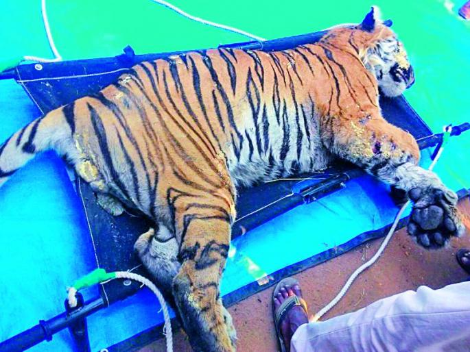 Yeda Anna's negligent victim of Tadoba | ताडोबातील येडा अण्णा निष्काळजीचा बळी