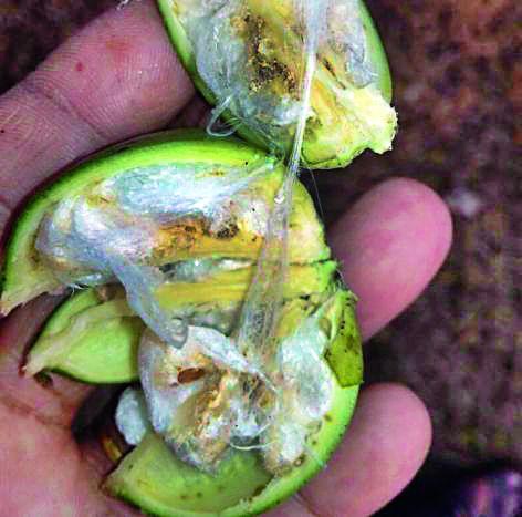 Bondley is now also in Sarki | बोंडअळी आता सरकीमध्येही