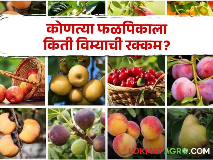 Crop Insurance: Crop insurance scheme implemented! Which fruit crop will get how much | Crop Insurance : फळपिक विमा योजना लागू! कोणत्या फळपिकाला किती मिळणार विम्याची रक्कम? Crop Insurance: Crop insurance scheme implemented! Which fruit crop will get how much | Crop Insurance : फळपिक विमा योजना लागू! कोणत्या फळपिकाला किती मिळणार विम्याची रक्कम?