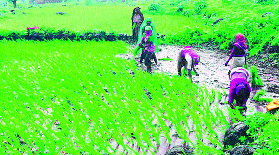 Wheezing! | पीकविम्याला घरघर!