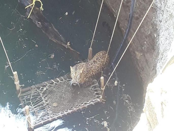 After 12 hours, the leopard was taken out of the well | विहिरीत पडलेल्या बिबट्याला काढले १२ तासानंतर बाहेर After 12 hours, the leopard was taken out of the well | विहिरीत पडलेल्या बिबट्याला काढले १२ तासानंतर बाहेर