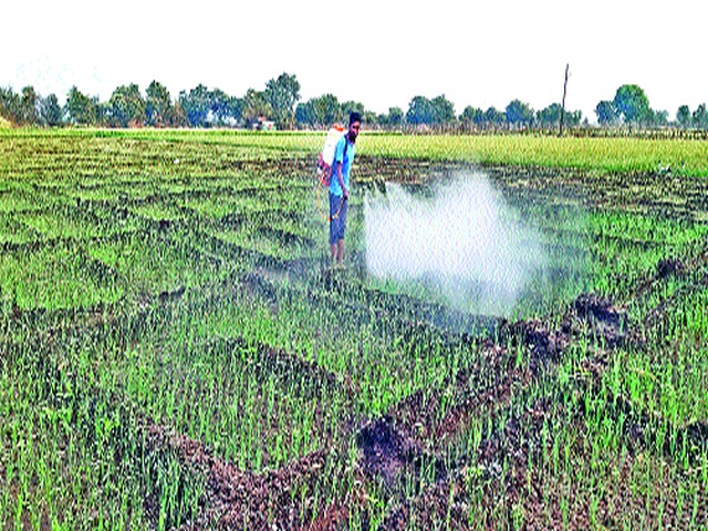 Farmers in the Manori area are breezy due to cloudy weather | मानोरी परिसरातील शेतकरी ढगाळ हवामानामुळे हवालदिल Farmers in the Manori area are breezy due to cloudy weather | मानोरी परिसरातील शेतकरी ढगाळ हवामानामुळे हवालदिल