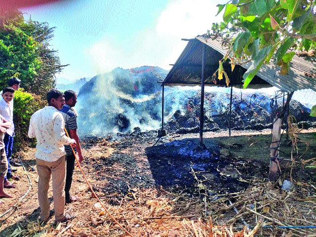 Corn Fodder Eat | मक्याचा चारा खाक Corn Fodder Eat | मक्याचा चारा खाक
