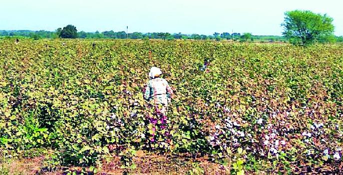 Before harvesting cotton | वेळेपूर्वीच कापूस करपला