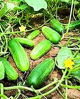 Farmers' tendency to cash crops | नगदी पिकांकडे शेतकऱ्यांचा कल