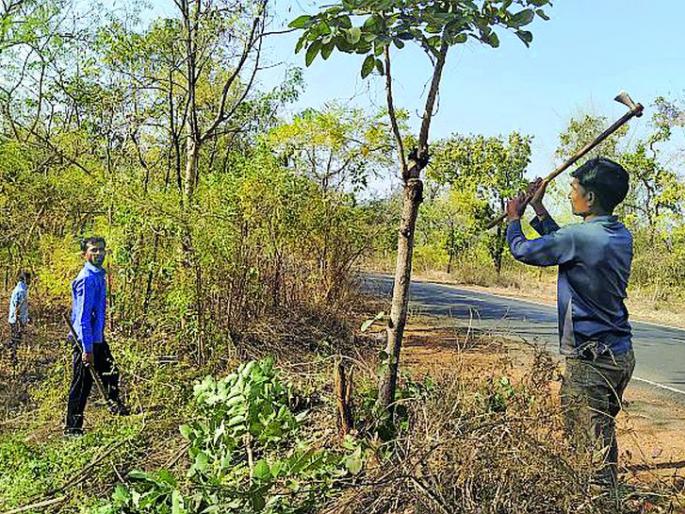 Slaughter of live trees for forest fire line | जंगलातील फायर लाईनसाठी जिवंत झाडांची कत्तल