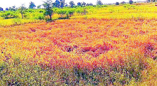 Do the farmers really get relief? | खरंच धान उत्पादकांना दिलासा मिळेल का?