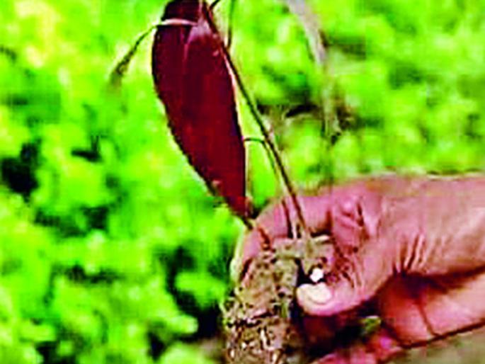 This year, the trees will be planted on Roha | यंदा रोहयोतून शेताच्या बांधावर होणार वृक्षलागवड This year, the trees will be planted on Roha | यंदा रोहयोतून शेताच्या बांधावर होणार वृक्षलागवड