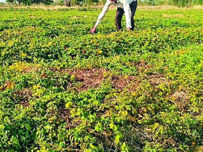 The sweetness of financial prosperity is being given to the farmers of the bitter way | कडू कारले शेतकऱ्यांना देताहेत आर्थिक समृद्धीचा गोडवा The sweetness of financial prosperity is being given to the farmers of the bitter way | कडू कारले शेतकऱ्यांना देताहेत आर्थिक समृद्धीचा गोडवा
