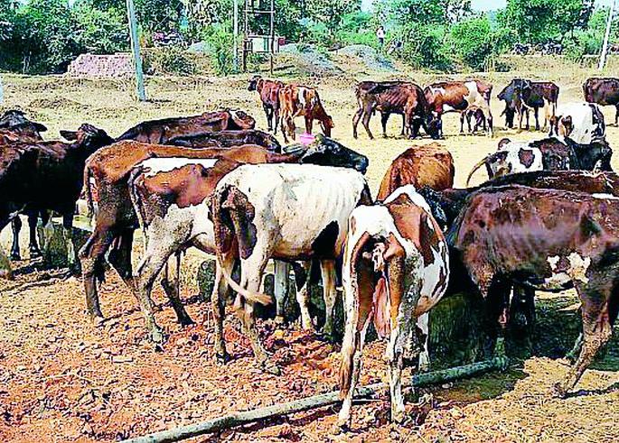 Confusion in dead cows numbers | मृत गाईंच्या आकड्यात गोलमाल Confusion in dead cows numbers | मृत गाईंच्या आकड्यात गोलमाल