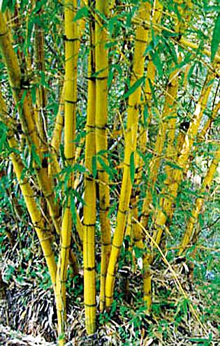 Bamboo production declined in villages coming under PESA this year | पेसाअंतर्गत येणाºया गावांमध्ये यावर्षी बांबू उत्पादन घटले Bamboo production declined in villages coming under PESA this year | पेसाअंतर्गत येणाºया गावांमध्ये यावर्षी बांबू उत्पादन घटले