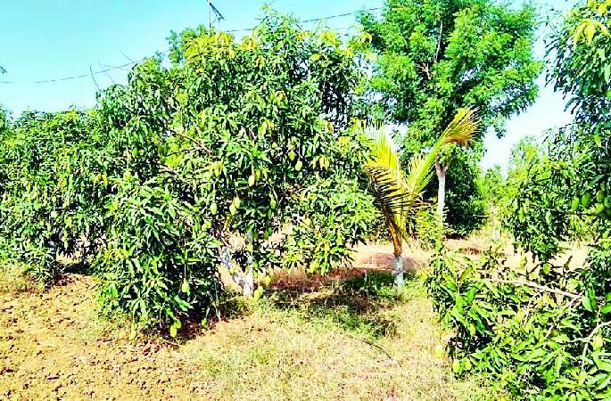 Chikhaliat Phuletey Amrai near Goregaon | गोरेगावजवळील चिखलीत फुलतेय आमराई Chikhaliat Phuletey Amrai near Goregaon | गोरेगावजवळील चिखलीत फुलतेय आमराई